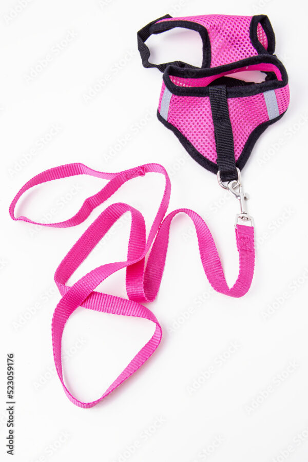 Pink Leash and Harness